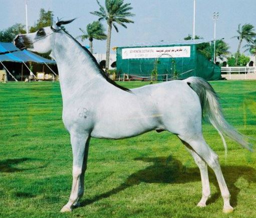 Arabian Horses Game