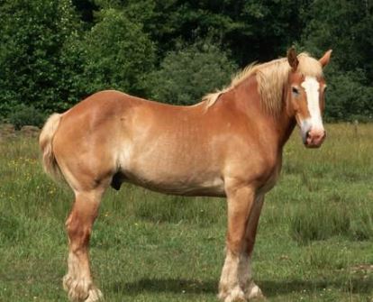 breyer horse