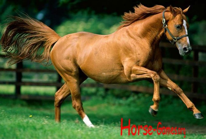 Chestnut Horse Running Game
