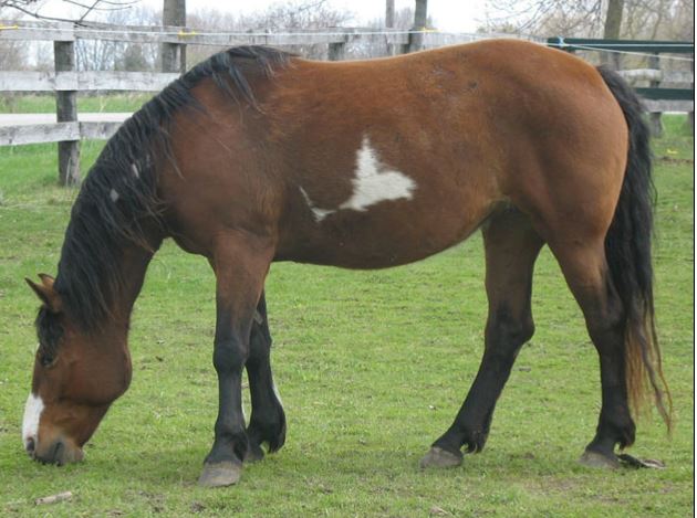 choctaw horse