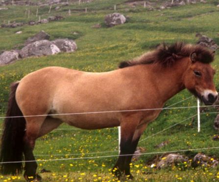 Faroe Horse Game