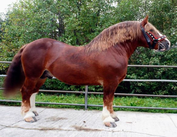 italian heavy draft horse