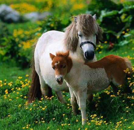 Shetland Pony Game